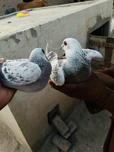 pigeon pair 14
