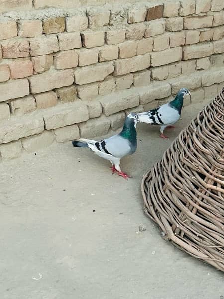 pigeon pair 15