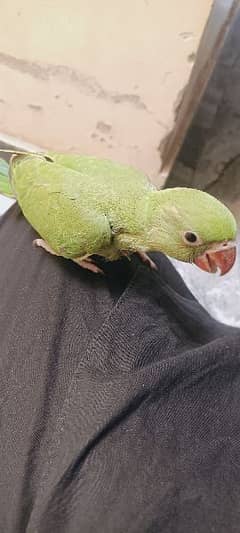 parrot for sale contact Whatsapp 03424921625