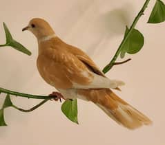 orange ringneck doves and white dove 0