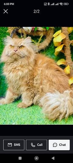 little  Persian trand female cat 0
