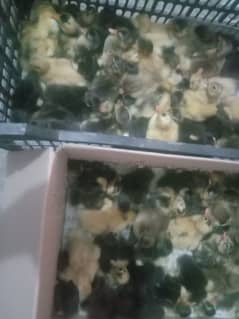 Duck chicks available in Gujranwala per piece 150 0