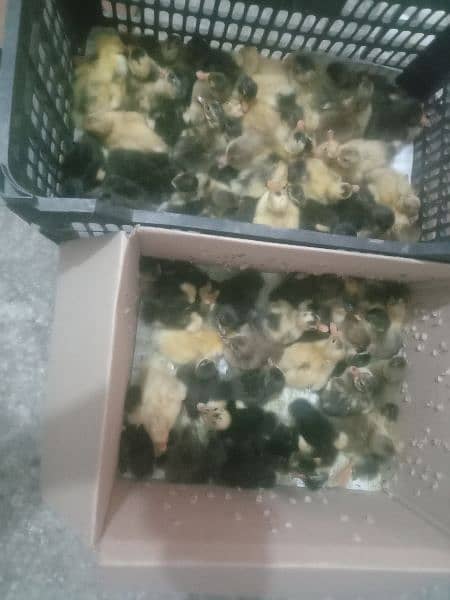 Duck chicks available in Gujranwala per piece 150 1