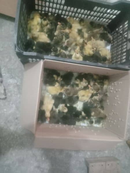 Duck chicks available in Gujranwala per piece 150 2