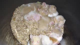 Hamster Sale/Exchange any thing