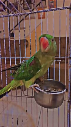 Male Raw Parrot with Cage