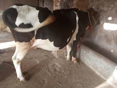 FRIESIAN COW FOR SALE IN ABBOTTABAD