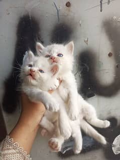 pair of baby cats for sale in 7000 of each price