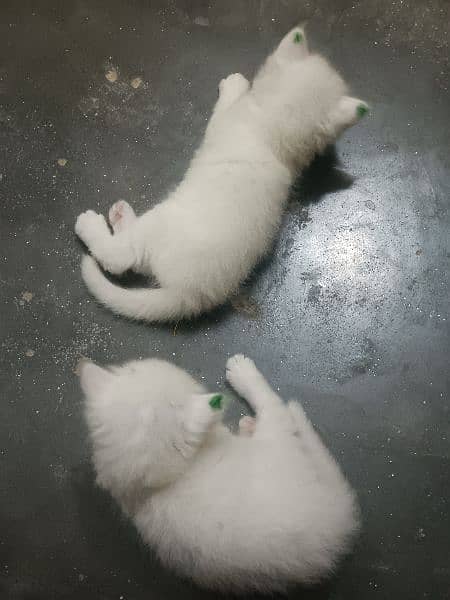 pair of baby cats for sale in 7000 of each price 4