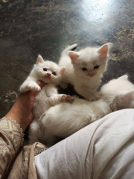 pair of baby cats for sale in 7000 of each price 5
