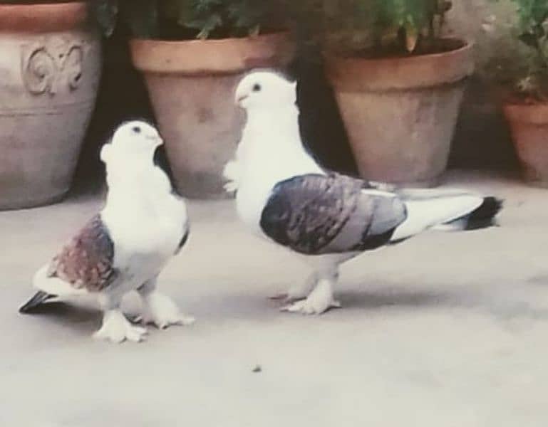 3 pairs pigeon 0