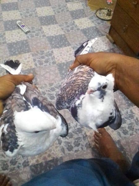 3 pairs pigeon 1