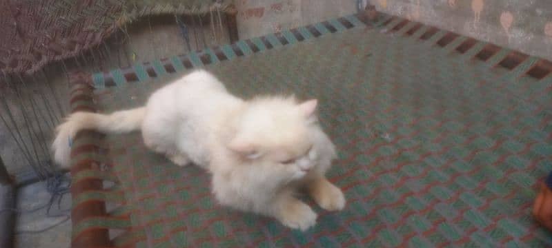 persian cat for sale the demand can be change only serious person 1