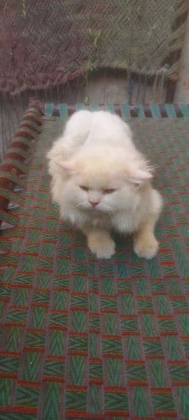 persian cat for sale the demand can be change only serious person 2