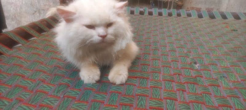 persian cat for sale the demand can be change only serious person 3