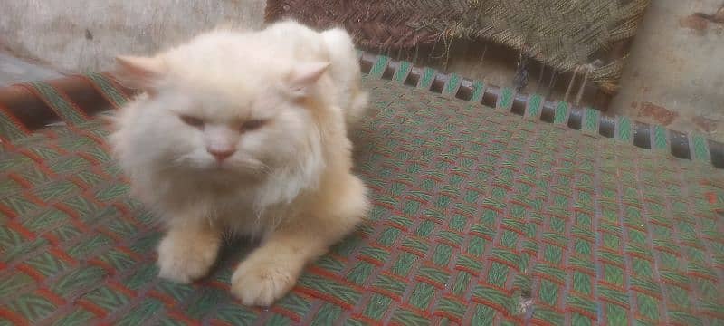 persian cat for sale the demand can be change only serious person 4