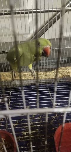 green parrot kathi