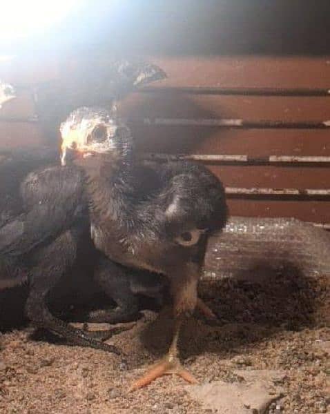 super neck locker imported breed chicks available whats app03157508170 2