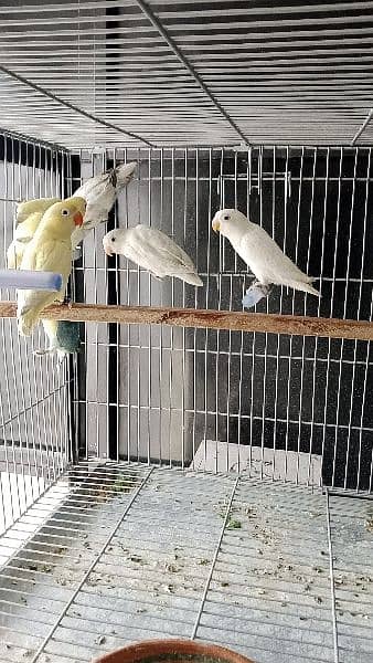 Lovebirds albino decino creamino Blue2 reasonable price 5