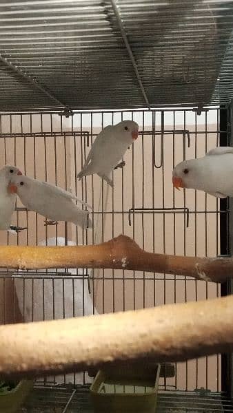 Lovebirds albino decino creamino Blue2 reasonable price 6