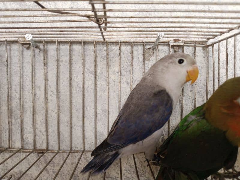 Lovebirds albino decino creamino Blue2 reasonable price 8