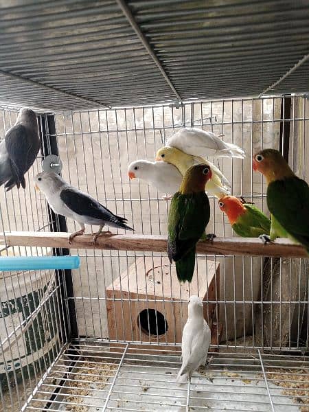 Lovebirds albino decino creamino Blue2 reasonable price 9