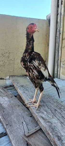 PURE MIAWALI HOME BREED BIRDS FOR SALE 5