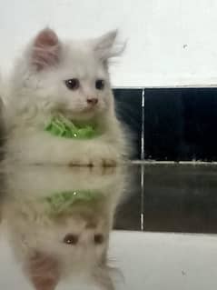 a beautiful white kitten with hint of brown is ready to sell 0