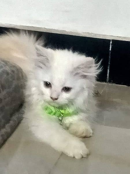 a beautiful white kitten with hint of brown is ready to sell 1