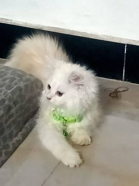 a beautiful white kitten with hint of brown is ready to sell 2