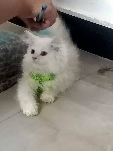 a beautiful white kitten with hint of brown is ready to sell 3