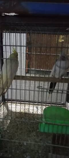 I want to sell my parrot cocktail 22 pair and 3 cage complete