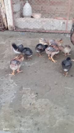 Aseel chicks with hen for sale