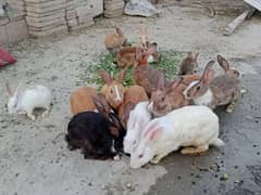 15 Rabbits (Male +Females+Child) For sale