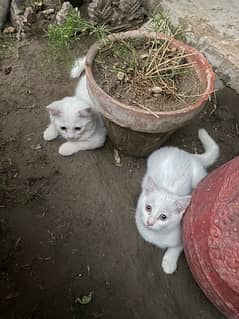2  kittens