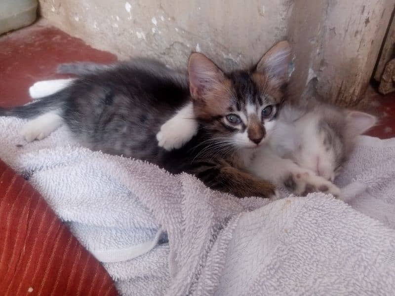 semi Persian kittens pair 5