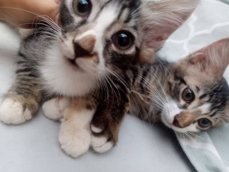 semi Persian kittens pair 11