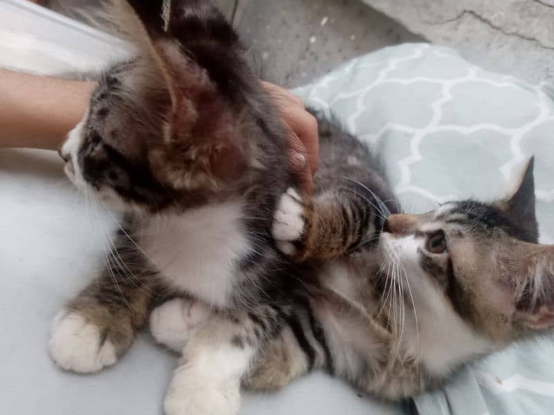 semi Persian kittens pair 12