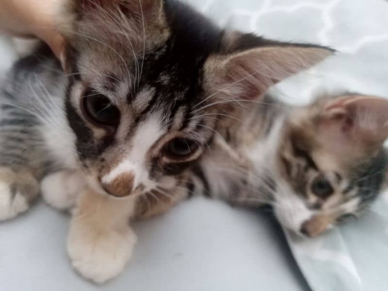 semi Persian kittens pair 13