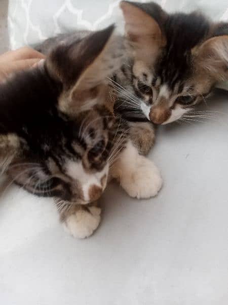semi Persian kittens pair 14
