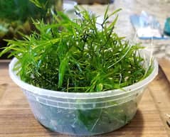 Get Guppy Grass In Just [50Rs Per 5 Stems] More in Discription