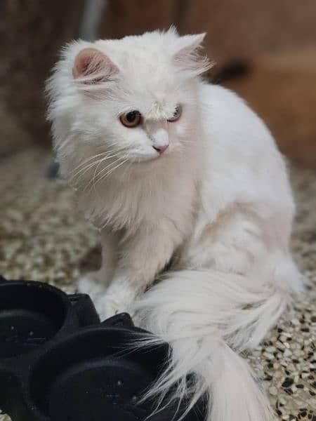 CAT / persion  / persion cat /  thriple coat  / cat for sale 1