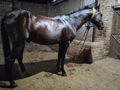 Horse for Sale Age 4 Year Old ,Jhang Breed,Neat and Clean 0