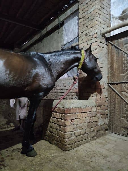Horse for Sale Age 4 Year Old ,Jhang Breed,Neat and Clean 1