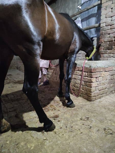 Horse for Sale Age 4 Year Old ,Jhang Breed,Neat and Clean 2