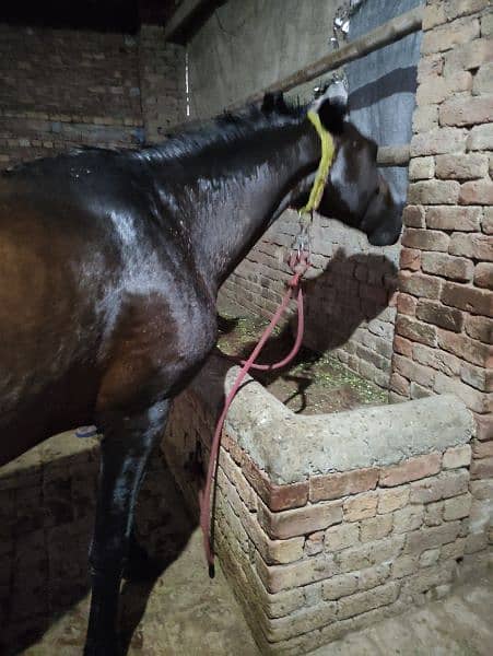 Horse for Sale Age 4 Year Old ,Jhang Breed,Neat and Clean 3