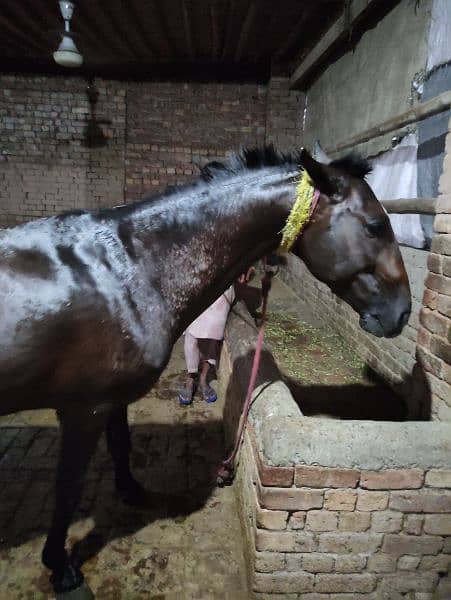 Horse for Sale Age 4 Year Old ,Jhang Breed,Neat and Clean 4