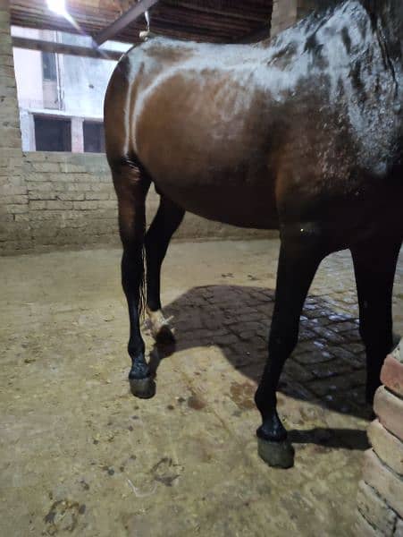 Horse for Sale Age 4 Year Old ,Jhang Breed,Neat and Clean 5