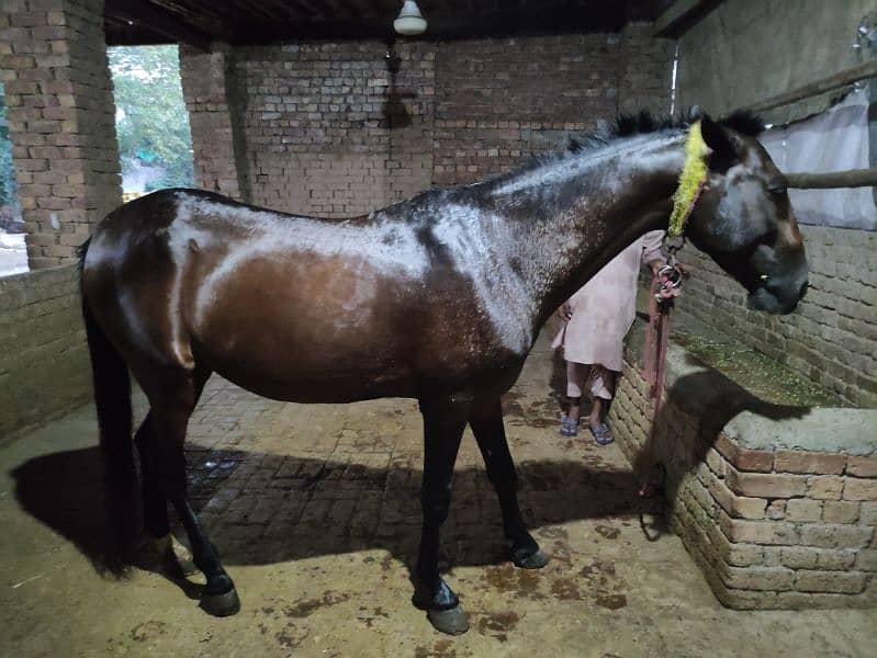 Horse for Sale Age 4 Year Old ,Jhang Breed,Neat and Clean 6