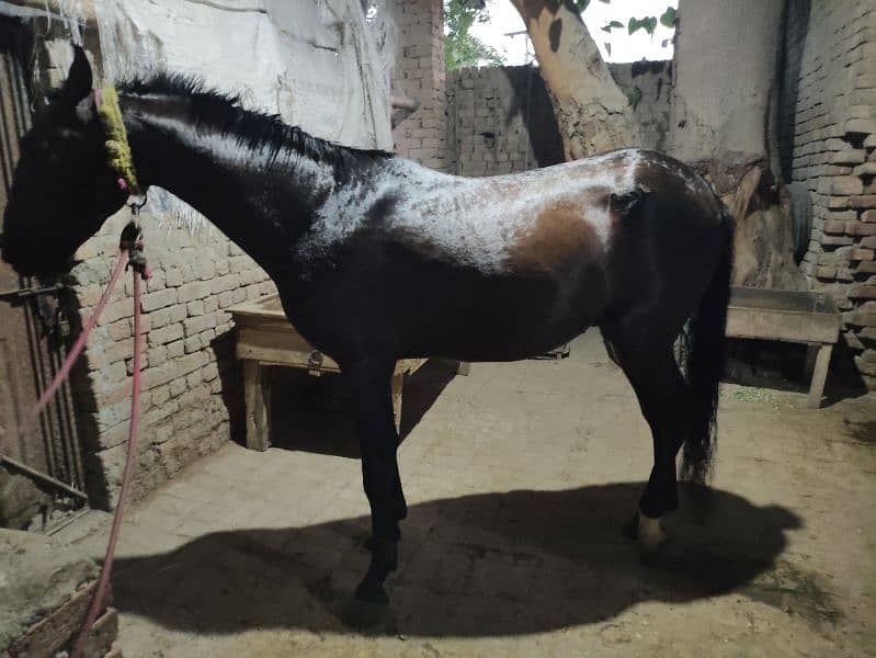 Horse for Sale Age 4 Year Old ,Jhang Breed,Neat and Clean 9